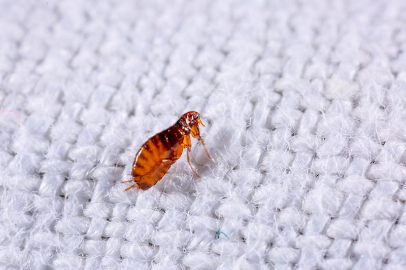 How to Get Rid of Fleas in Your Bed Fast: Effective Methods for Immediate Relief
